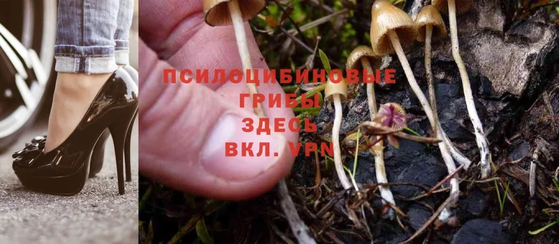 Галлюциногенные грибы Psilocybine cubensis  Злынка 